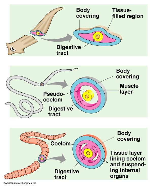 HELMINTHES (WORMS) - Characteristics Eukaryotic, multicellular animals that usually have digestive, circulatory, nervous, excretory, and reproductive systems.