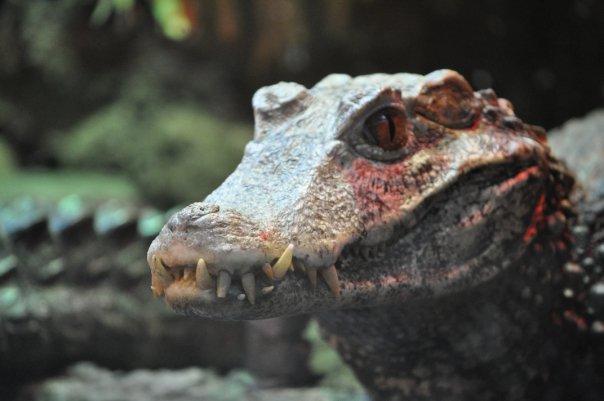 Order Crocodylia Crocodiles and Alligators Closest extant relatives to the