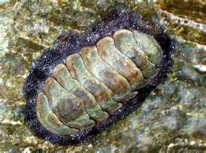 Class Polyplacophora: Chitons