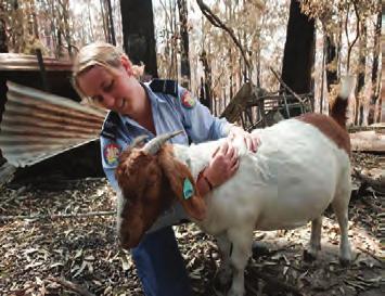 RSPCA Inspectors across Australia have also rescued literally thousands of animals from dangerous situations, often putting themselves at personal risk.