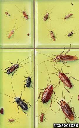 use inside a dwelling or kitchen to get rid of a cockroach infestation. Followup treatments may be needed as cockroaches continue to hatch after the initial treatment.