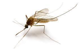 Louis Encephalitis virus (SLE), Western Equine Encephalitis virus (WEE), and West Nile Virus (WNV) are mosquito-borne viruses which can be transmitted to humans.