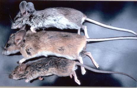 Hantavirus Epidemiology Earliest known case, 1959 Nearly all cases involve close interaction with rodents Each hantavirus appears to be host specific Deer mouse is highly adaptable but generally not