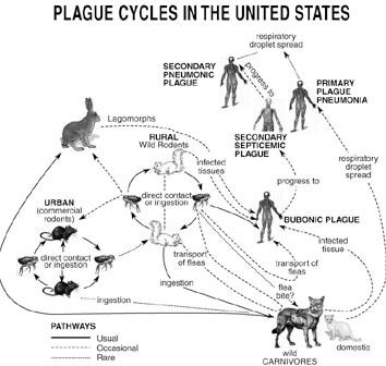 Plague: What is It?