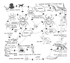 Tularemia Cycle McDowell et al. 1964.