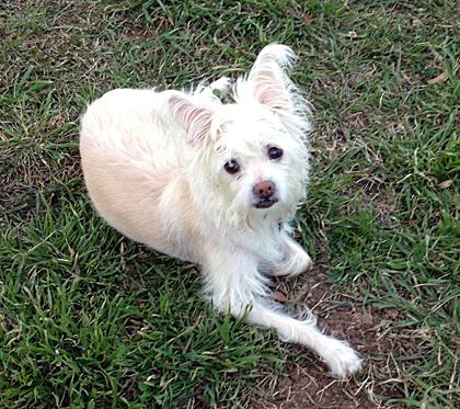 WestieMed News Page 3 Sassy Sassy, an 8-year old West Highland White mix, was diagnosed as an insulin dependent diabetic.