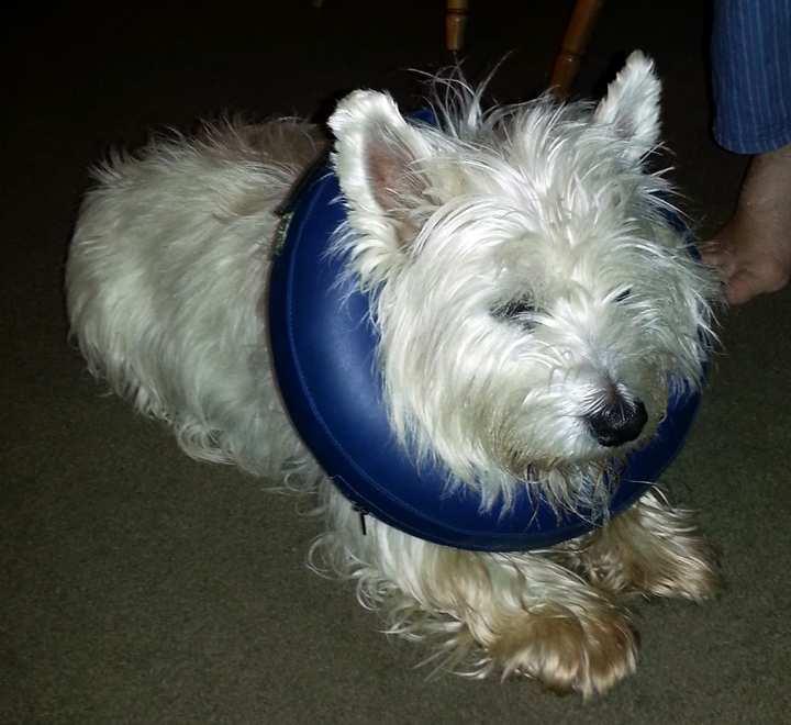 He is a diabetic Westie who is totally blind from cataracts and his hearing is also impaired.