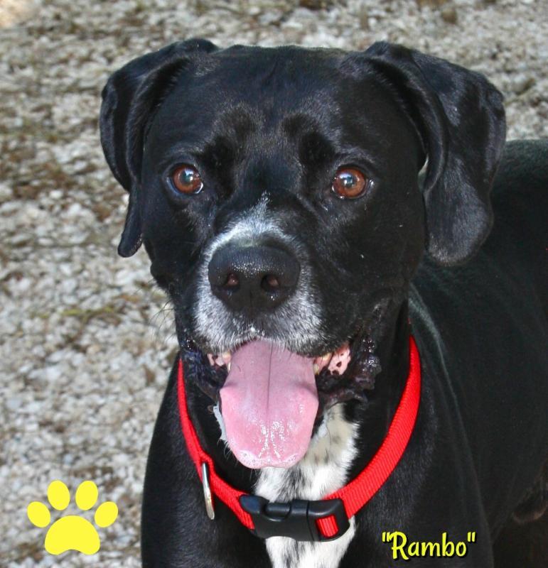 Meet "Rambo" Rambo is a 4 year old Boxer & Weimaraner Mix looking for his new home.