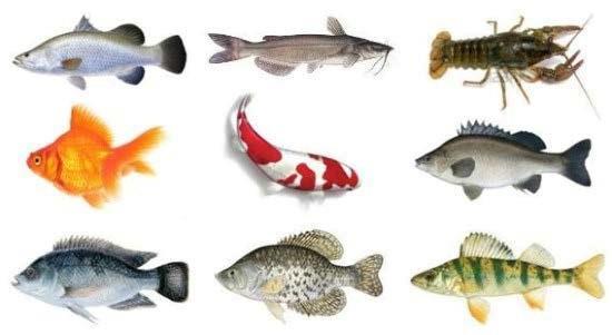 Fish There is a wide variety of common fresh water fish that can be raised in an Aquaponics system such as: Carp Large-mouth bass Tilapia Sunfish Crappie Koi Goldfish or other ornamental fish