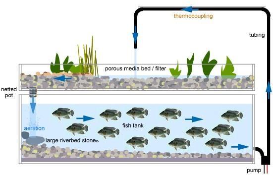 Materials Besides the fish and plants needed for your Aquaponics system, you will also need to purchase materials such as: piping, valves, an aerator, tanks, and water pumps.