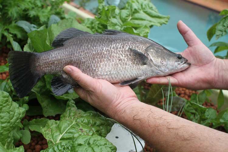Harvesting Harvesting is an important part of keeping a healthy Aquaponics system. One important note is to remove as much of the root system of any vegetable you harvest.