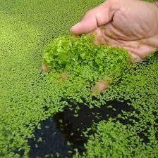 Your duckweed should cover the entire water surface. If the cover is too thin, you risk algae blooming below it. Too thick and it will self mulch.