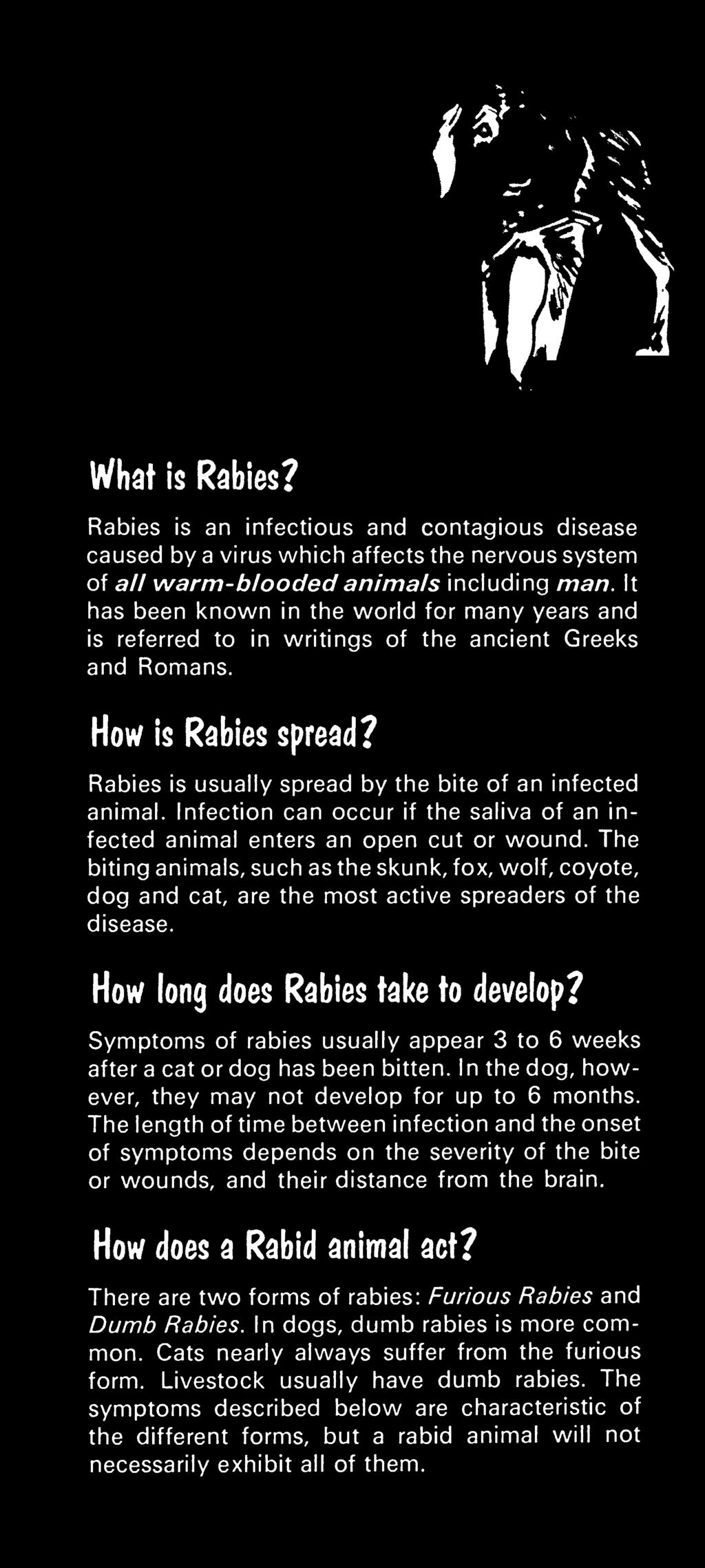 Symptoms of rabies usually appear 3 to 6 weeks after a cat or dog has been bitten. In the dog, however, they may not develop for up to 6 months.