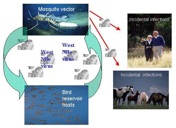 West Nile Virus in USA Arrived in USA in 1999 WNV first found in crows dying in New York