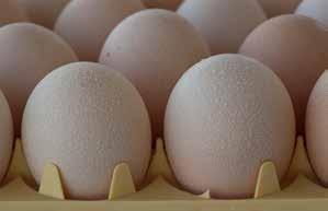 Care of Hatching Eggs on Farm Table 20: Relationship between length of egg storage and temperature of egg store.