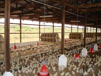Environmental Requirements The maximum response to the pre-lay increase in daylength is only obtained by achieving the correct body-weight profile during rear, good flock uniformity, and the