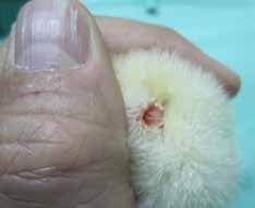 Rearing (0-105 days/0-15 weeks) Figure 22: Taking chick vent temperature.