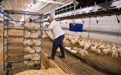Management into Lay (15 Weeks to Peak Production) Rear and Move Facilities It is common practice to move birds from rearing facilities to separate laying facilities.