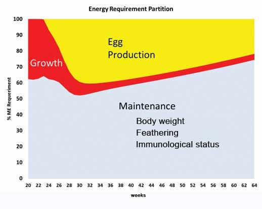 Management in Lay (Peak to Depletion) Figure 57: Components of the total energy requirements of broiler breeder females from 20-64 weeks of age.