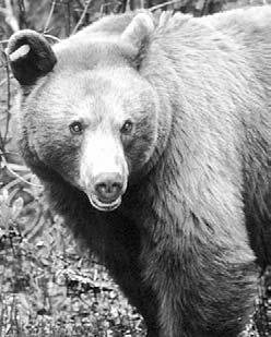 Bear Survival Stories about bears attacking people are frightening, but bears are in greater danger from people than people are from bears. Because of human activity, bear populations are shrinking.