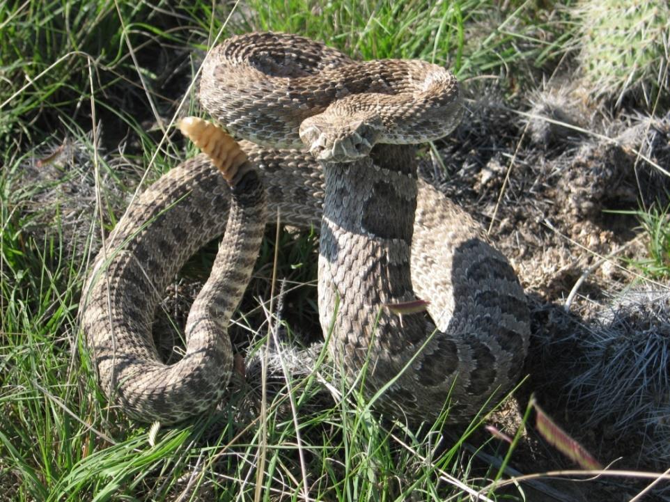 Rattlesnakes Live Here! If you see a snake: Stop and warn others in the area.