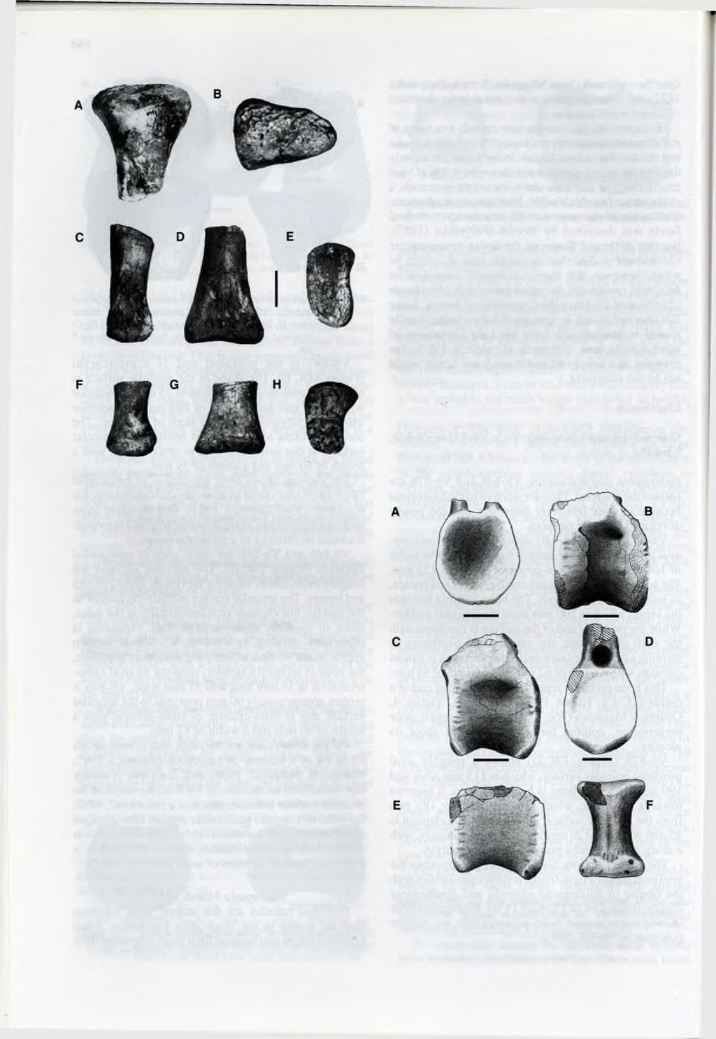 70 have collapsed, showing almost identical collapse structures on both sides, suggesting that large pneumatic cavities were present within the bone.