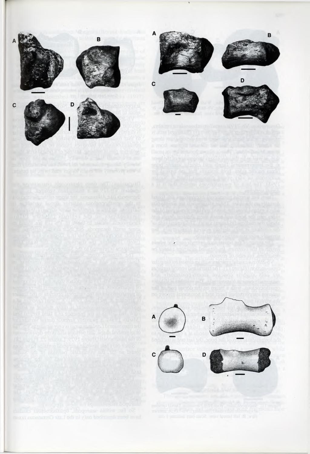 67 Figure 7. Titanosauridae indet., Wadi Milk Formation. A: anterior caudal vertebra; Vb-876; left lateral view. B: anterior caudal vertebra; Vb-897; right lateral view.