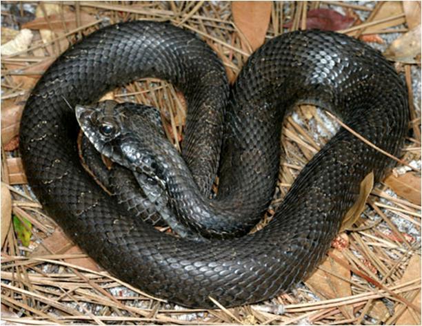 Form and Function Due to their glossy bluish-black coloration and large size, Eastern indigo snakes are rarely confused with other species.