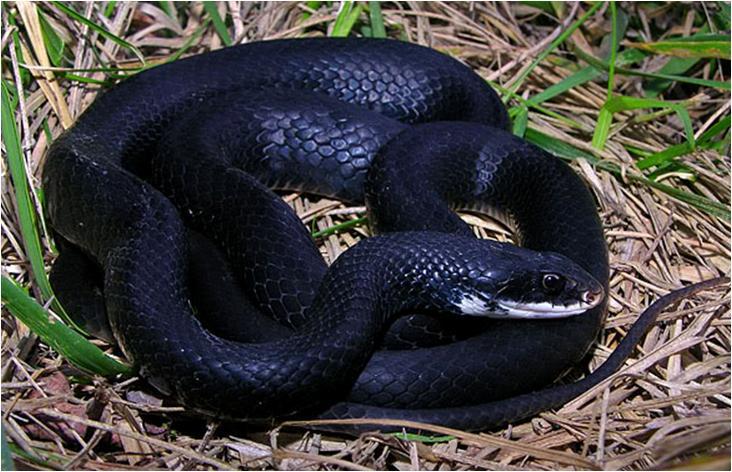 Racers are dark gray to black in coloration, but have a white or brownish patch on the chin region and only grow to 3 5 ft. in length.