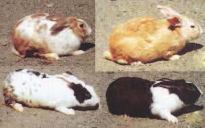 Comparison of reproduction performances of a rabbit synthetic line and of rabbits of local s in Algeria, in 2 breeding locations First results by LEBAS François ois, Cuniculture Assoc.
