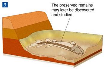 fossils are biased toward long existing, abundant species with hard shells or skeletons Paleontology Geologic