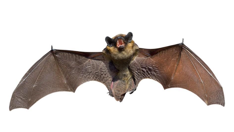 How did his visit to the Galapagos Islands influence Darwin s thinking? Bats 6.