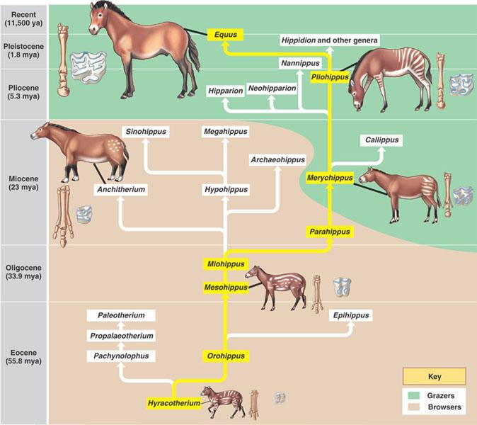 Did horse evolution have a goal? 26.