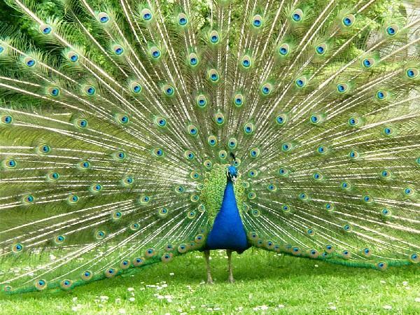 The peacock Does this