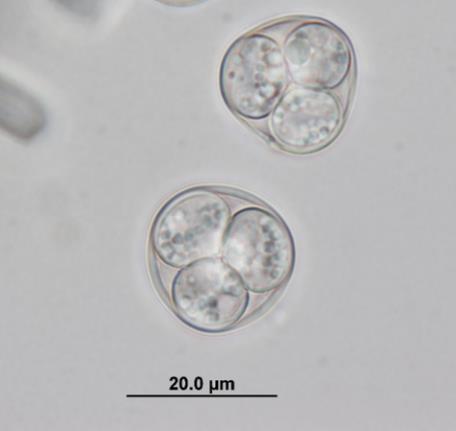 identified in two samples (2.8%, 95% CI 0.9-9.7%) (Figure 10.6). Mixed Eimeria spp.