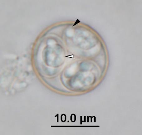 1 Photomicrograph of sporulated Eimeria quenda oocysts Figure 10.