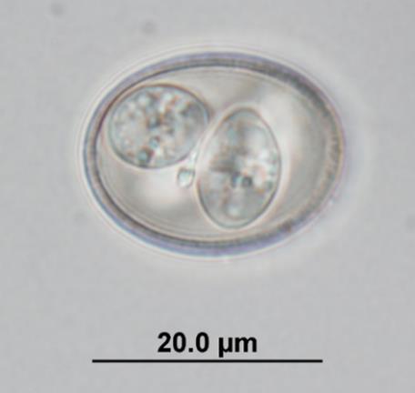 6 Photomicrograph of a sporulated oocyst of a novel Eimeria sp. morphotype 10.3.