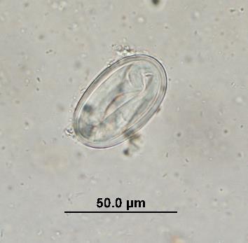 Physaloptera spp.