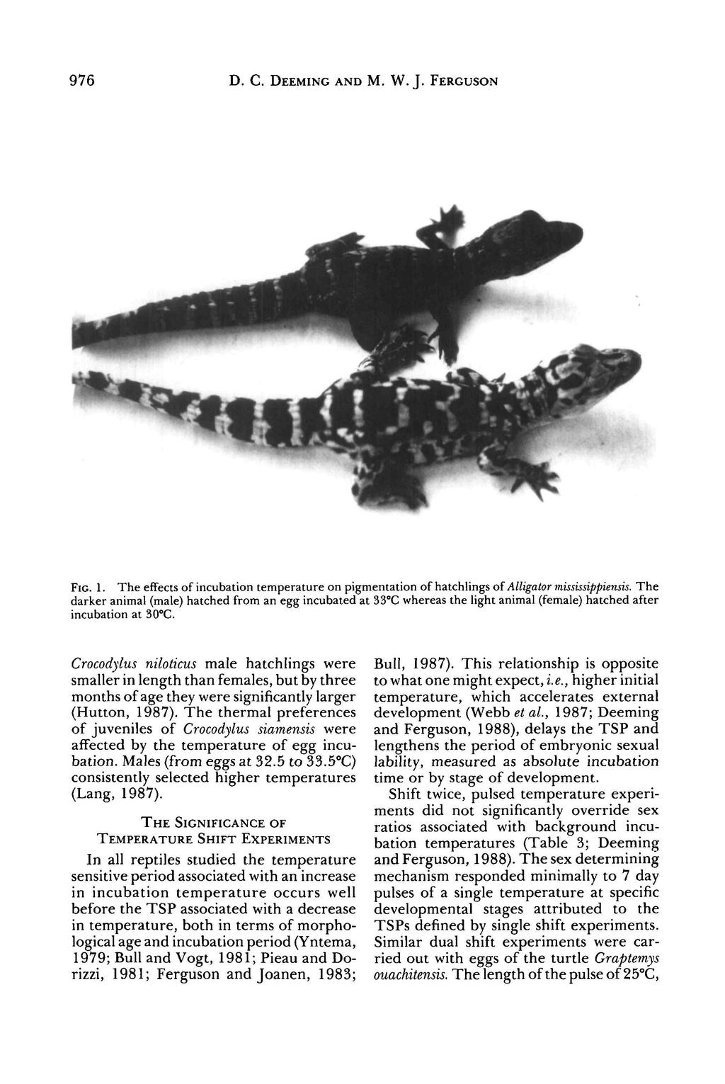 976 D. C. DEEMING AND M. W. J. FERGUSON FIG. 1. The effects of incubation temperature on pigmentation of hatchlings of Alligator mississippiensis.