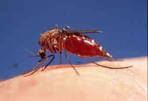 Malaria Plasmodium spp.