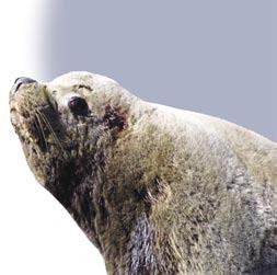 Bust And Back? Humans and Steller sea lions have both depended on Alaska s fish stocks for millennia.
