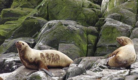 HOW YOU CAN HELP Get Involved! Your observations can help ongoing research efforts Report sick, injured, or dead Steller sea lions immediately to local enforcement officers.
