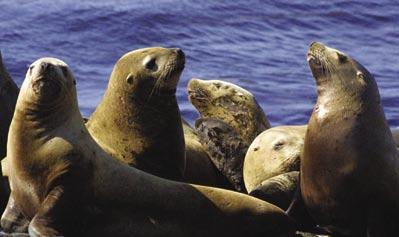 PROGNOSIS FOR RECOVERY Kate Wynne, NMFS permit 782-1532 The focus of an enormous effort in research and management, since 1990, has been to encourage recovery from the Steller sea lion s catastrophic