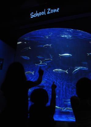 At the Aquarium: While at the Aquarium, your students will be examining the different animals and discussing how they work together and communicate with each other.