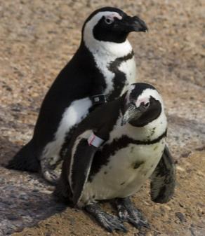 African Penguins exhibit many behaviors that benefit each other. Penguins will often preen each other, using their beaks to clean their feathers.