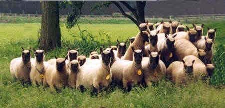 Sheep Social behavior Group size (Clun
