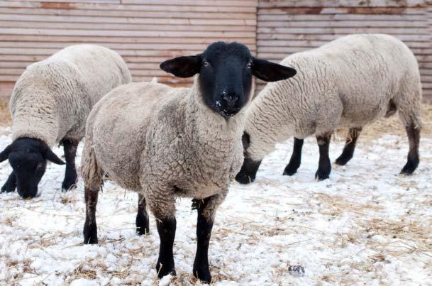 vs Suffolk ewes) Maternal behavior Duration