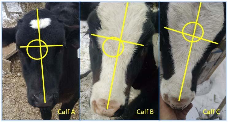 horses Cattle 40% vs 40% vs 20% hair whorls above eye and