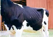 Dairy Strength Body Capacity Positive Terms stronger, more powerful cow more strength and power more powerful through the front end more total cow more length of body longer from end to end longer