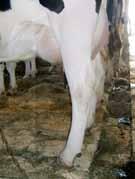 from behind Feet Correctly shaped hoof with adequate depth of heel and a